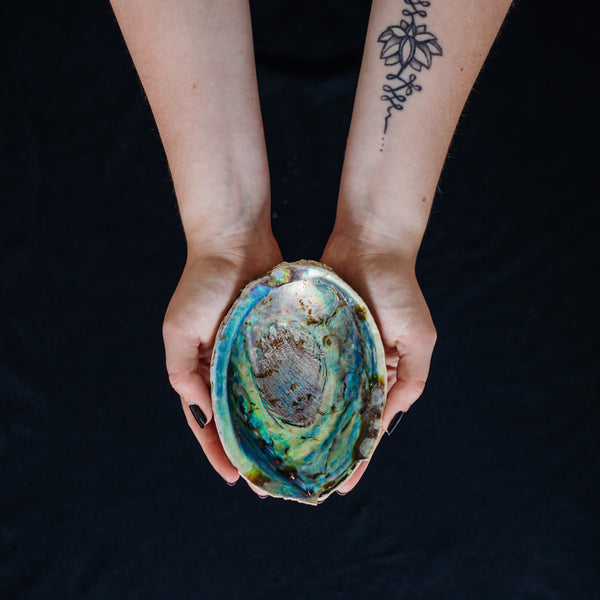 Abalone Shell