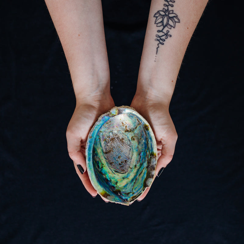Abalone Shell
