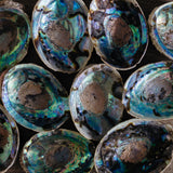 Abalone Shell