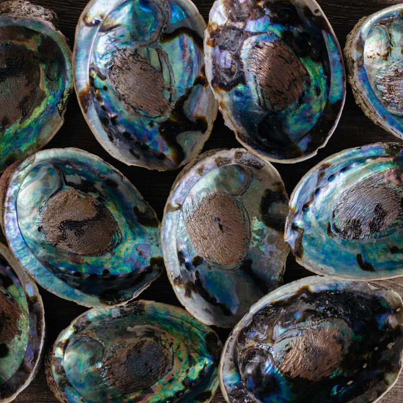 Abalone Shell